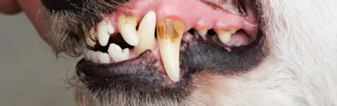 Tier Zahn Sanierung - Ablauf © Foto: PixieMe - AdobeStock.com